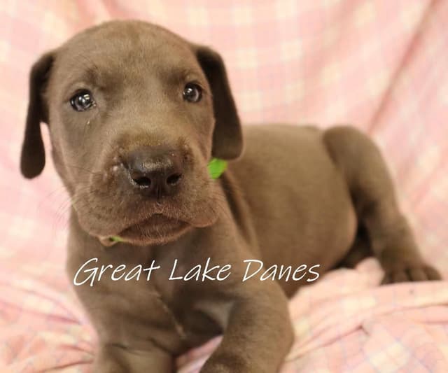 Great Dane Puppies media 6