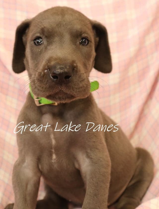 Great Dane Puppies media 7