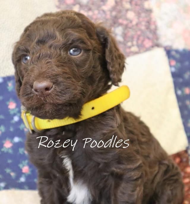 Gorgeous Brown Standard Poodle Puppies media 3