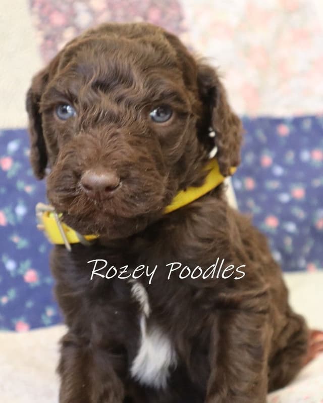 Gorgeous Brown Standard Poodle Puppies media 2