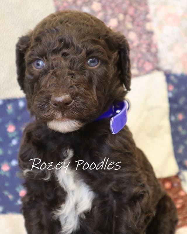 Gorgeous Brown Standard Poodle Puppies media 4