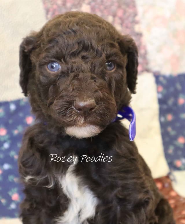 Gorgeous Brown Standard Poodle Puppies media 5