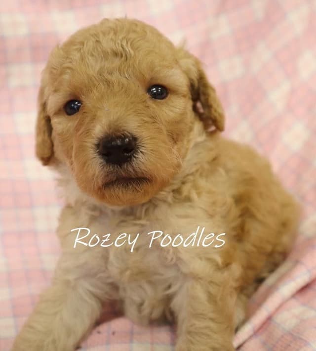 Red and Apricot Toy Poodle Puppies media 3