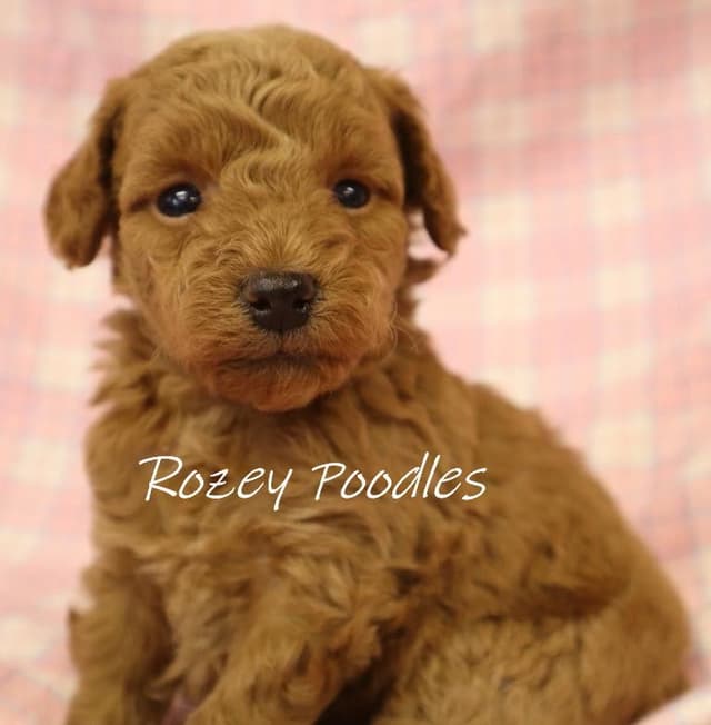 Red and Apricot Toy Poodle Puppies media 6