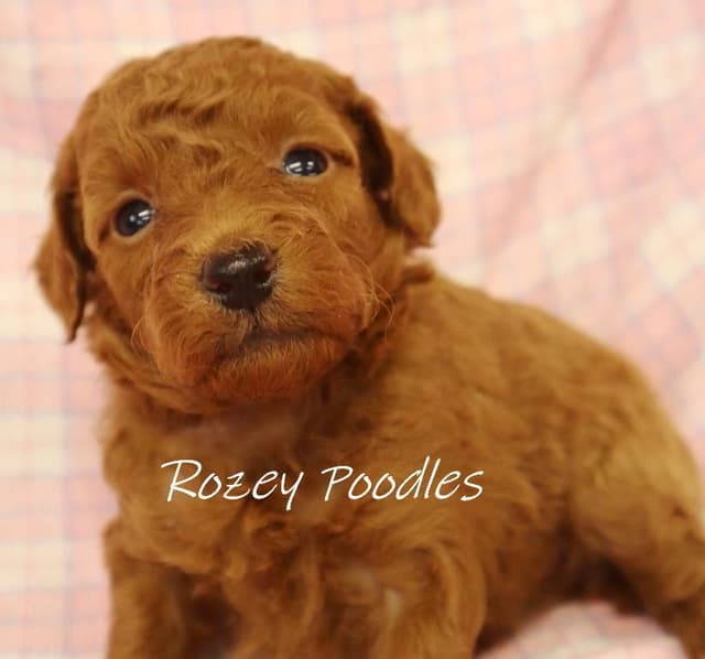 Red and Apricot Toy Poodle Puppies media 2