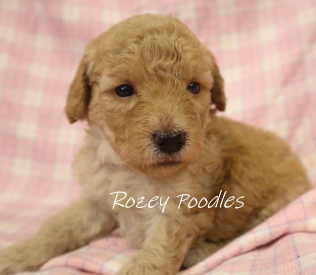 Red and Apricot Toy Poodle Puppies media 4
