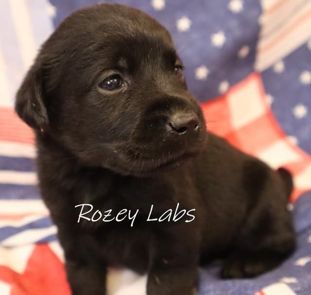 Labrador Retriever Puppies media 4