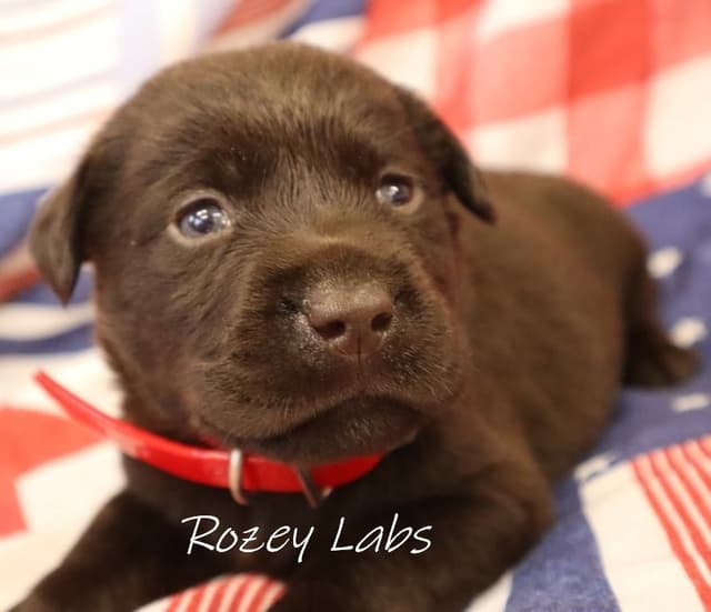 Labrador Retriever Puppies media 5
