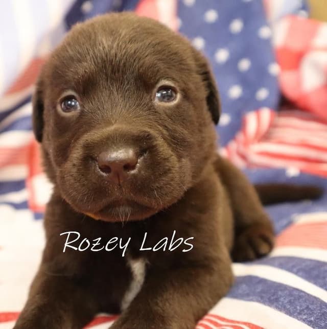 Labrador Retriever Puppies media 3