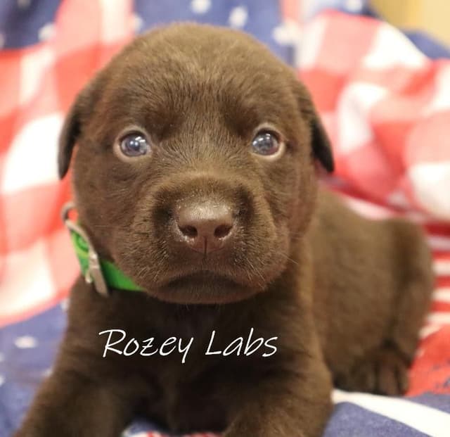 Labrador Retriever Puppies media 2