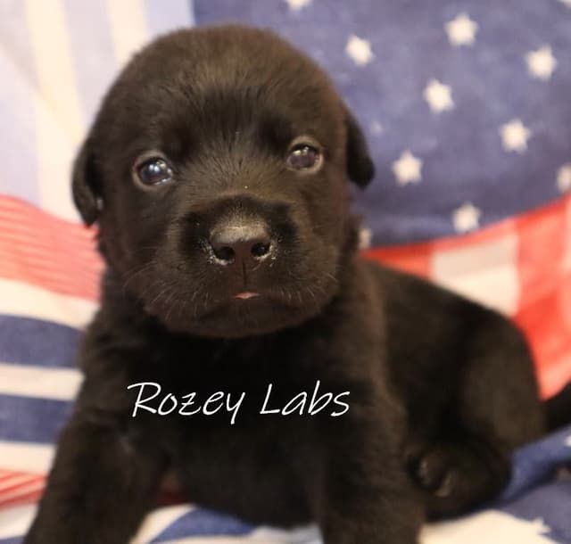 Labrador Retriever Puppies media 8