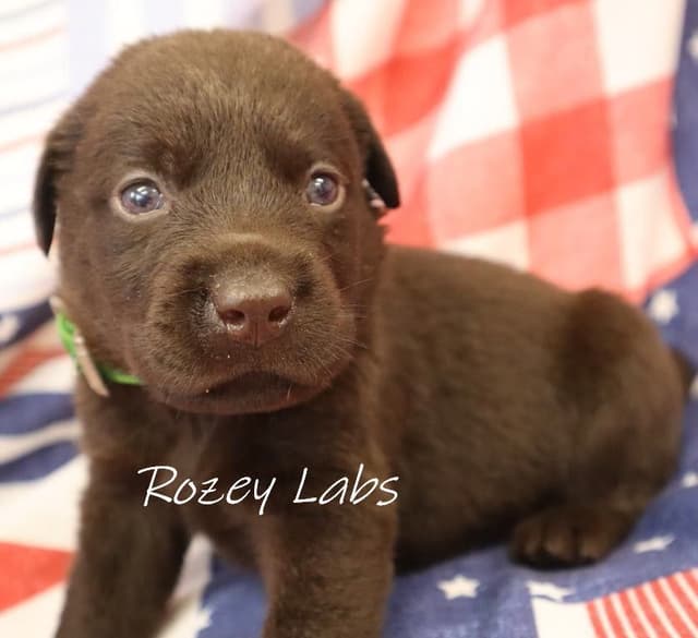 Labrador Retriever Puppies media 7