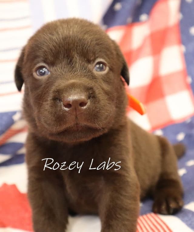 Labrador Retriever Puppies media 6