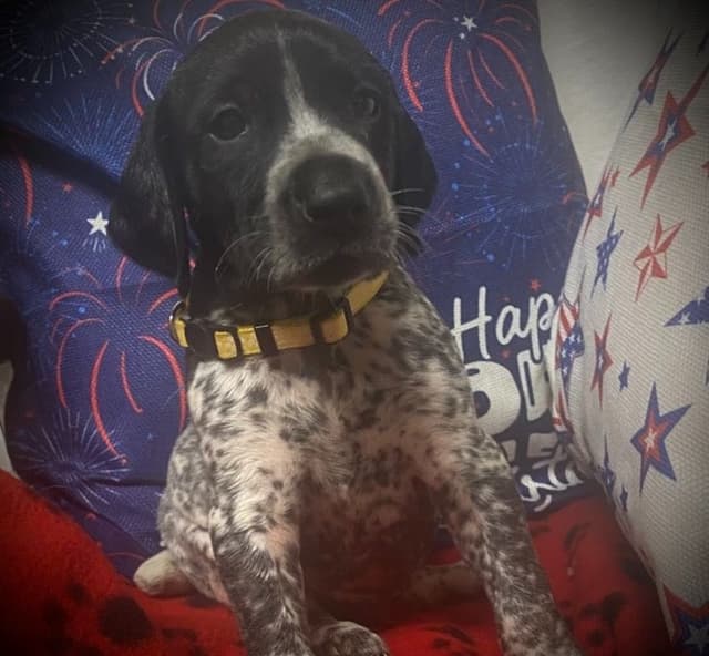 German Shorthaired Pointer Puppies media 3
