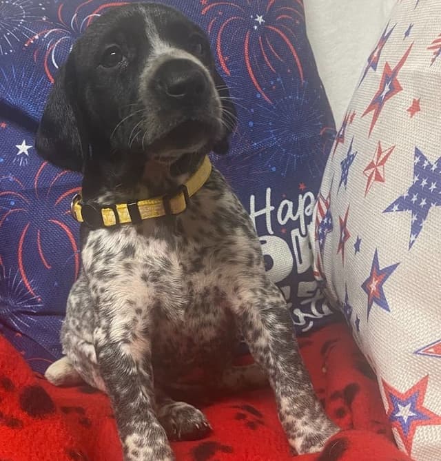 German Shorthaired Pointer Puppies media 2