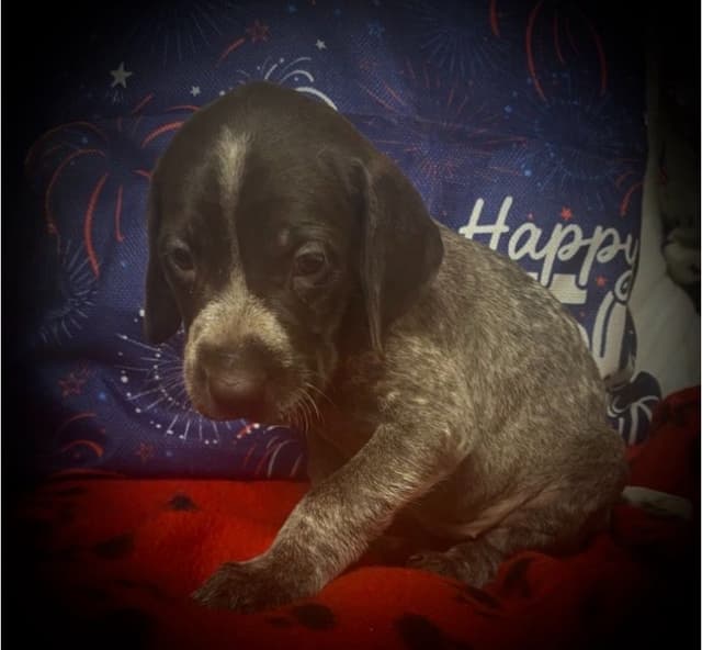 German Shorthaired Pointer Puppies media 3