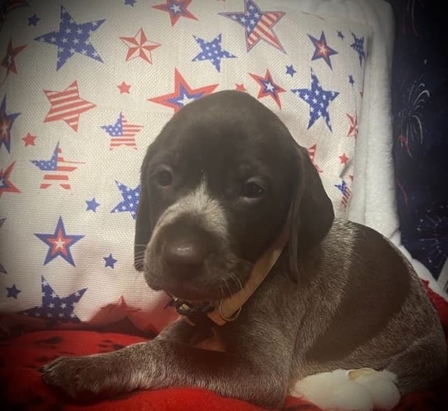 German Shorthaired Pointer Puppies media 4