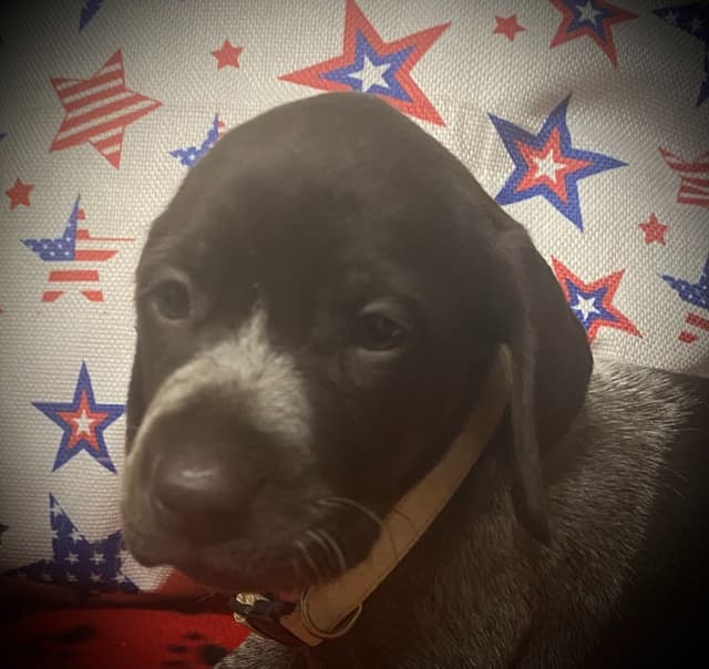 German Shorthaired Pointer Puppies media 10