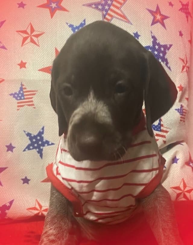 German Shorthaired Pointer Puppies media 7