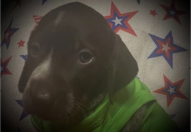 German Shorthaired Pointer Puppies media 5