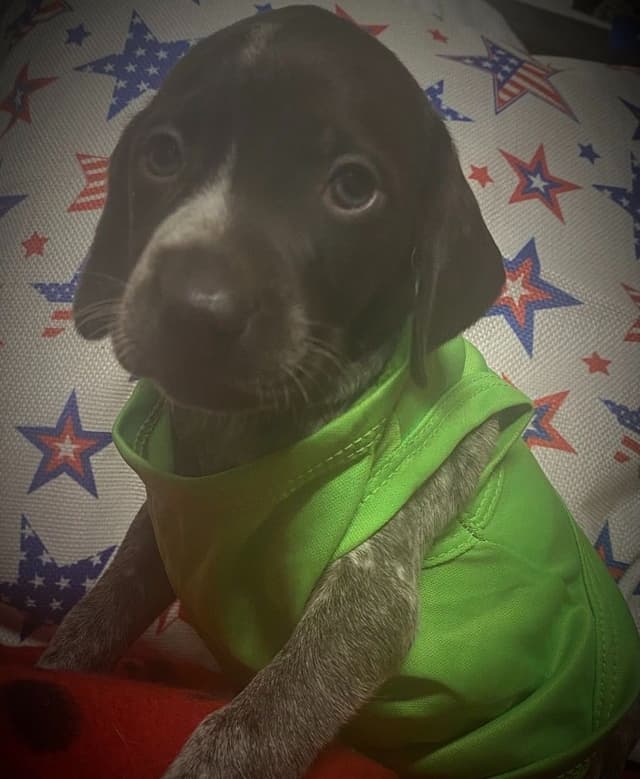 German Shorthaired Pointer Puppies media 9
