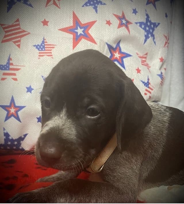 German Shorthaired Pointer Puppies media 6