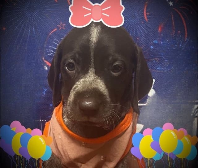 German Shorthaired Pointer Puppies media 13
