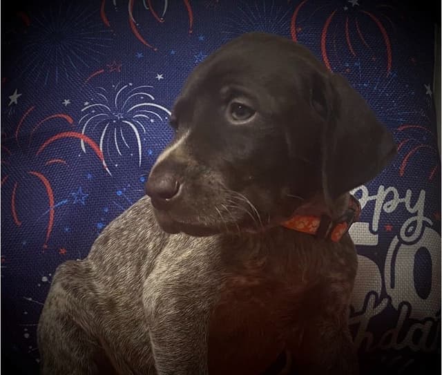 German Shorthaired Pointer Puppies media 15