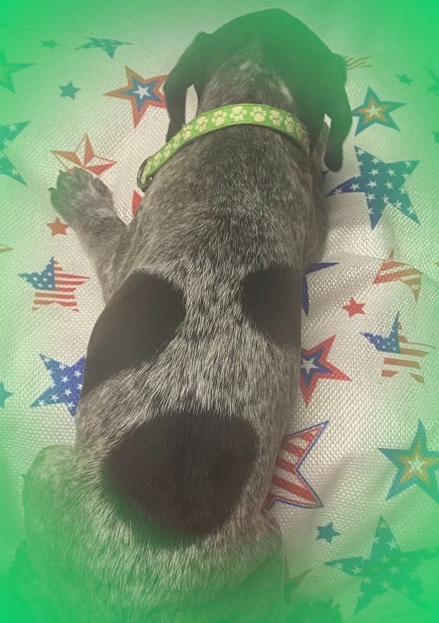 German Shorthaired Pointer Puppies media 12