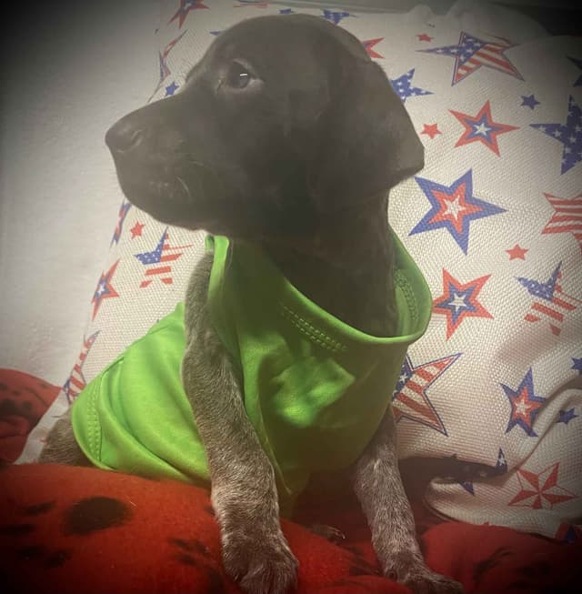 German Shorthaired Pointer Puppies media 18