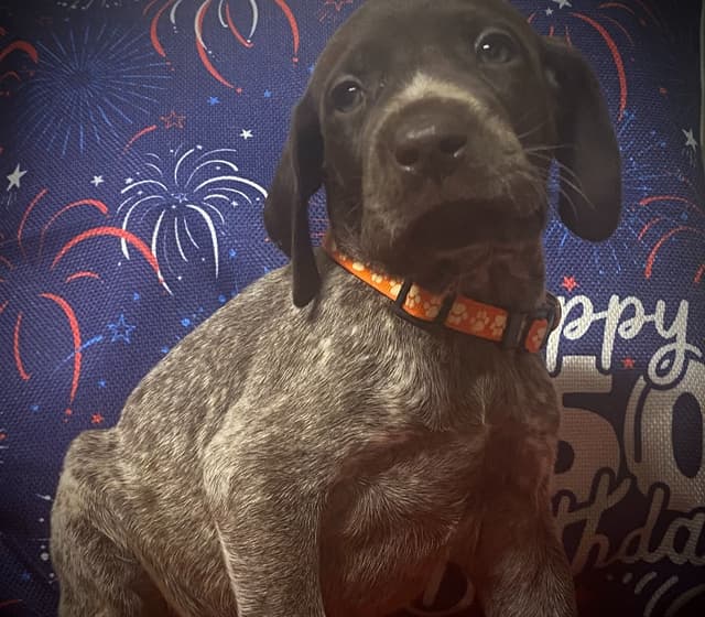 German Shorthaired Pointer Puppies media 16
