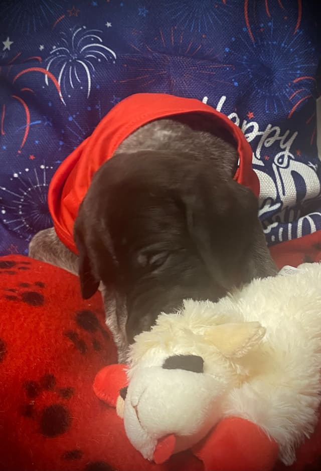 German Shorthaired Pointer Puppies media 17