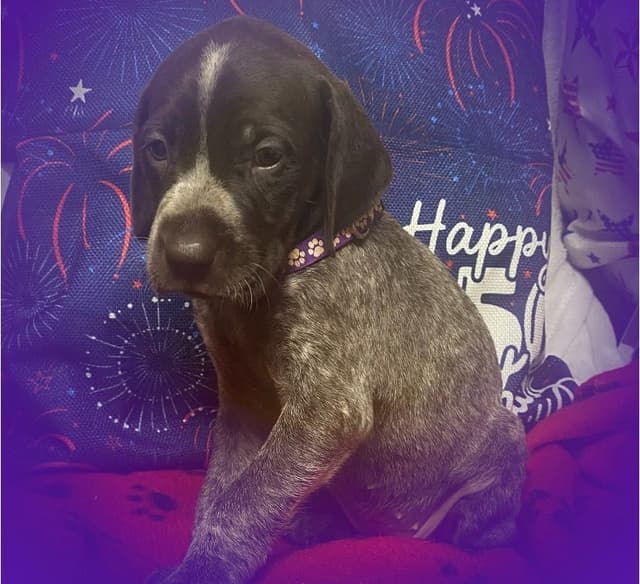German Shorthaired Pointer Puppies media 19