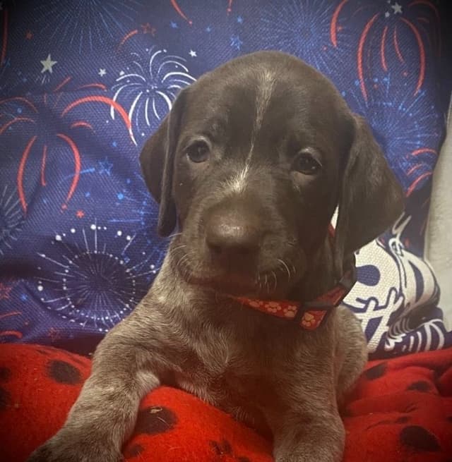 German Shorthaired Pointer Puppies media 21