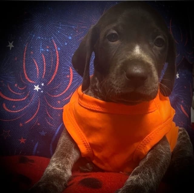 German Shorthaired Pointer Puppies media 22