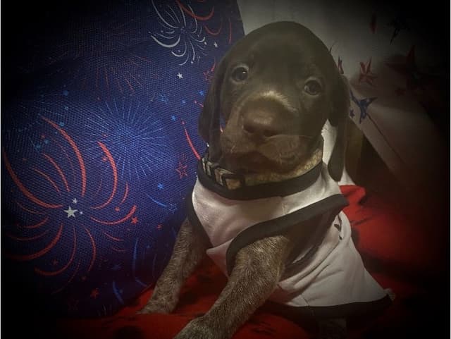 German Shorthaired Pointer Puppies media 23