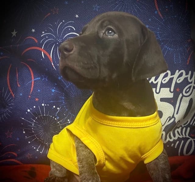 German Shorthaired Pointer Puppies media 24