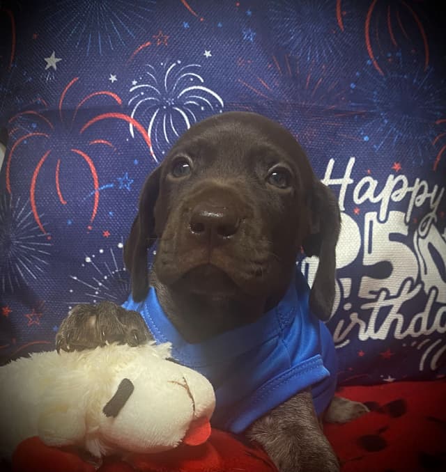 German Shorthaired Pointer Puppies media 27