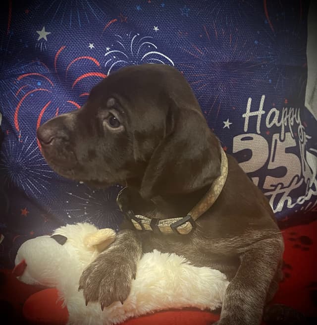 German Shorthaired Pointer Puppies media 26