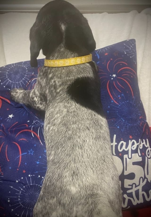 German Shorthaired Pointer Puppies media 4