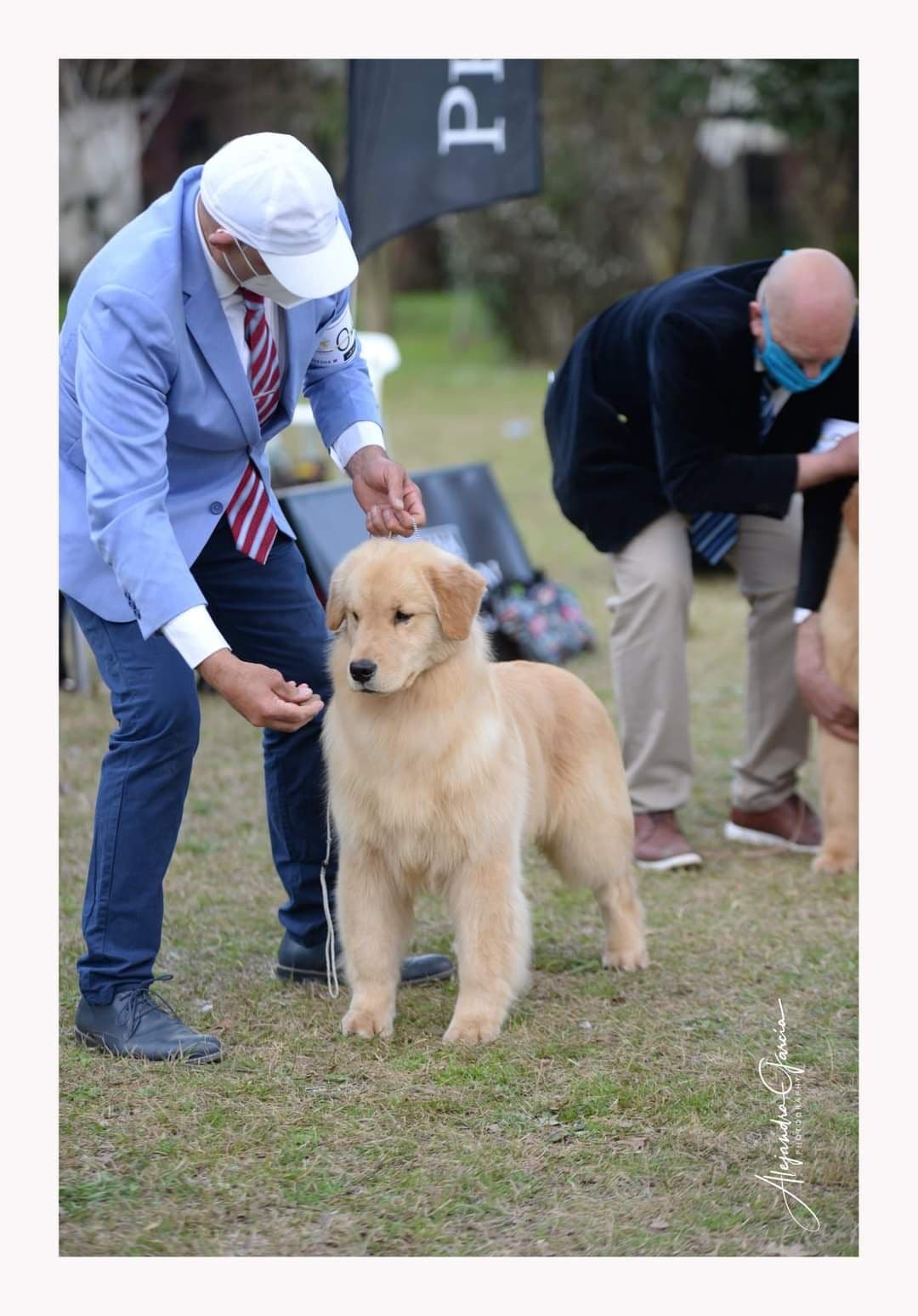 Golden Retriever Puppies breeder image 1