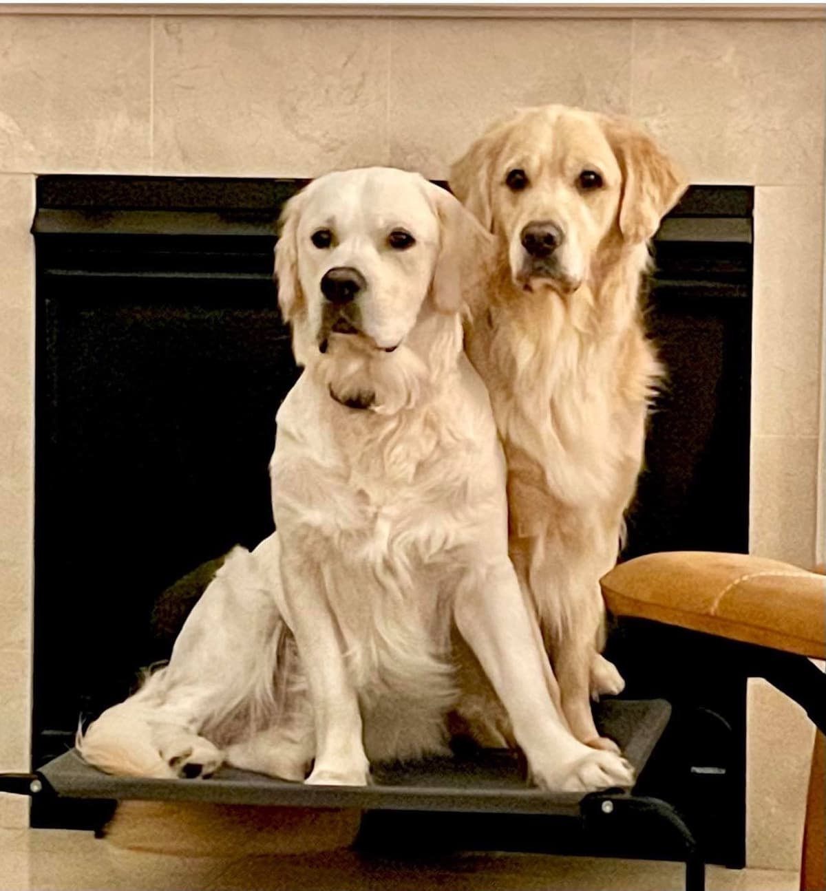 Golden Retriever Puppies breeder image 3