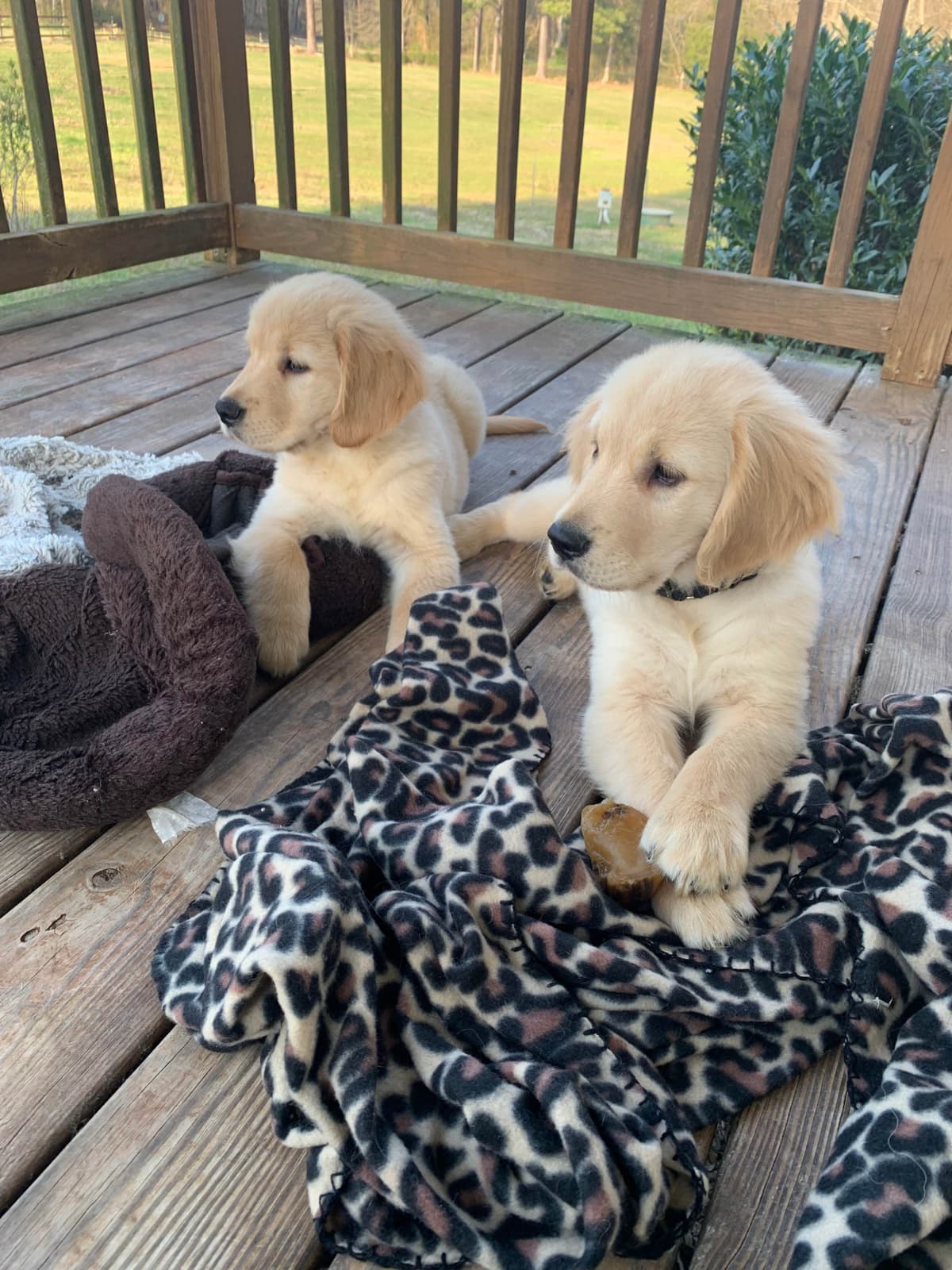 Golden Retriever Puppies breeder image 5