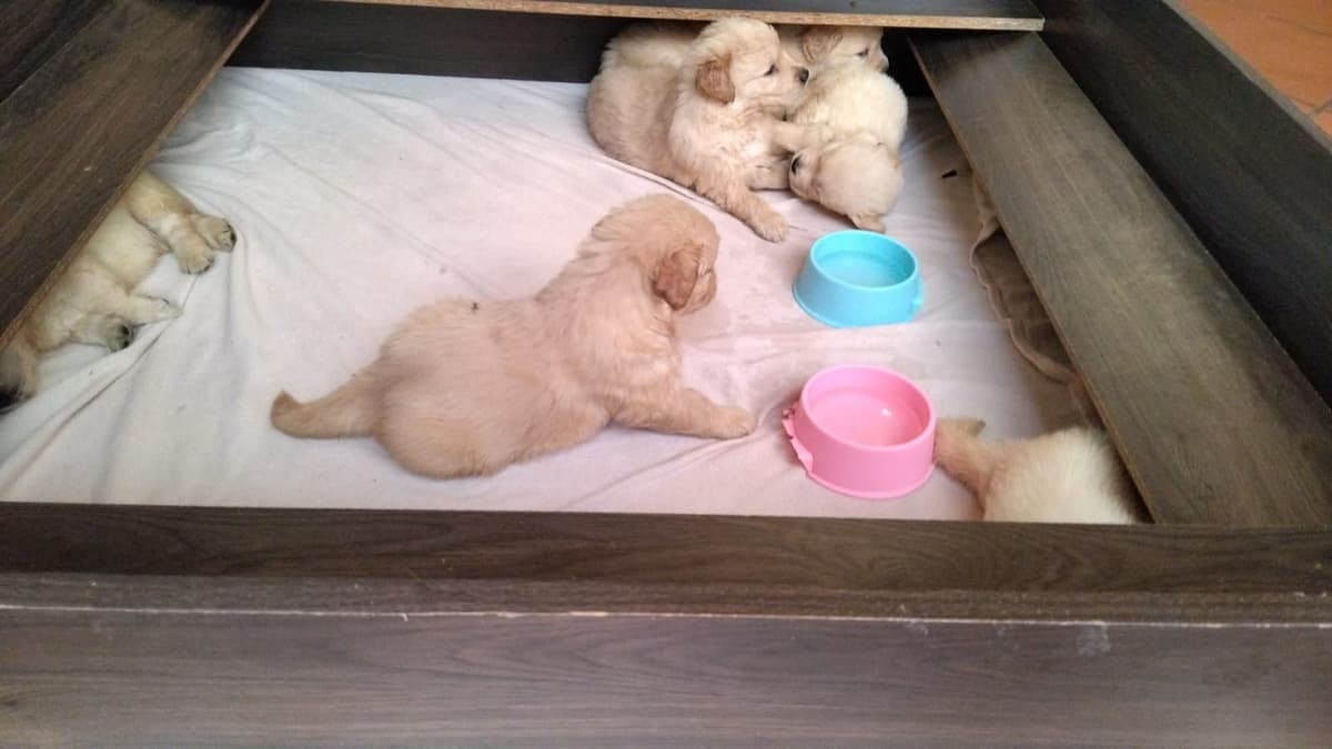 Golden Retriever Puppies breeder image 8