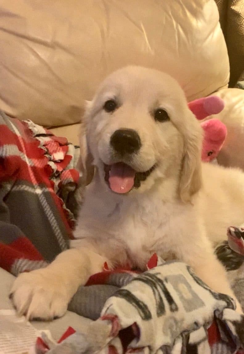 Golden Retriever Puppies breeder image 9