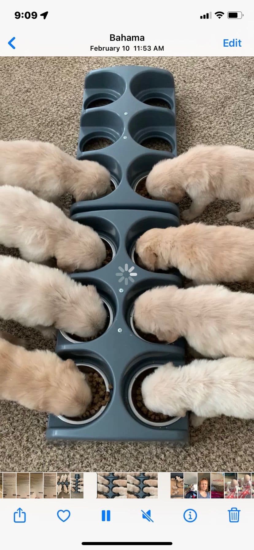 Golden Retriever Puppies breeder image 10