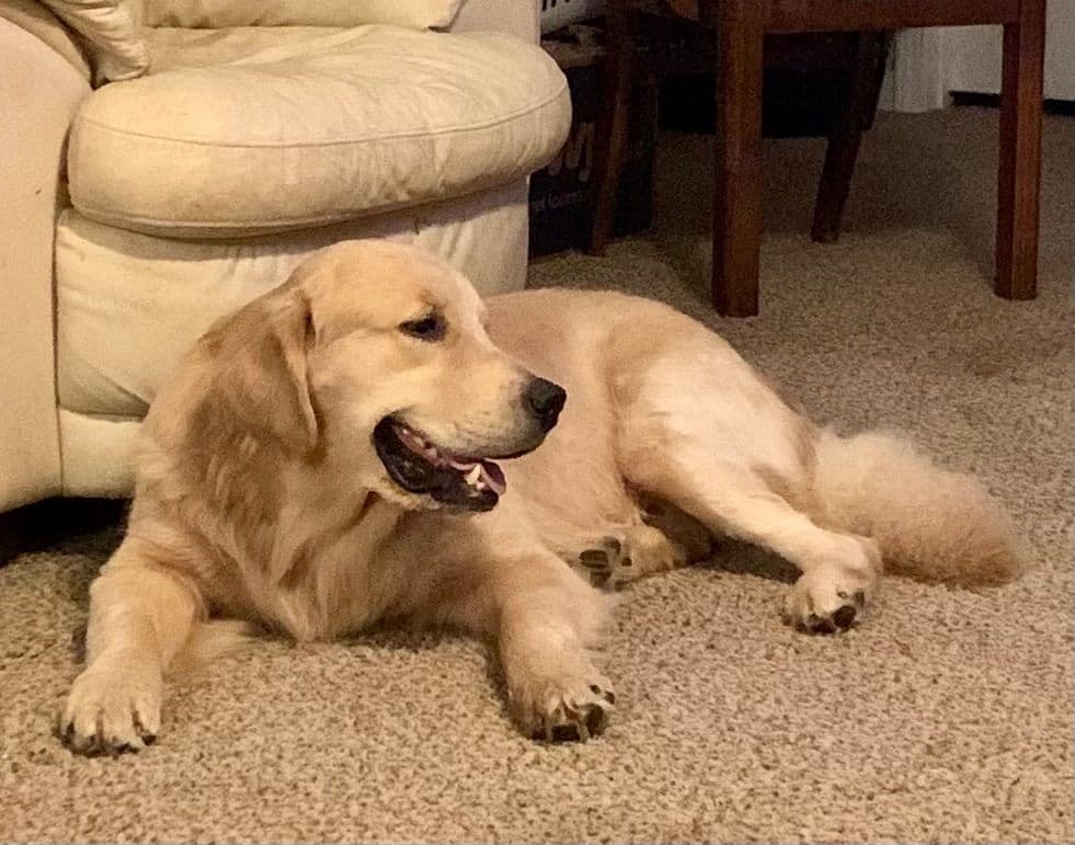 Golden Retriever Puppies breeder image 11