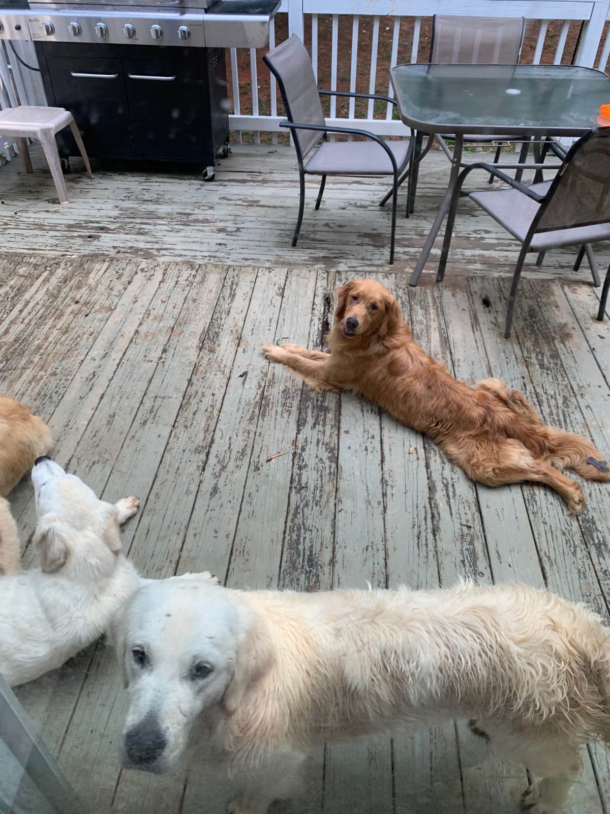 Golden Retriever Puppies breeder image 13