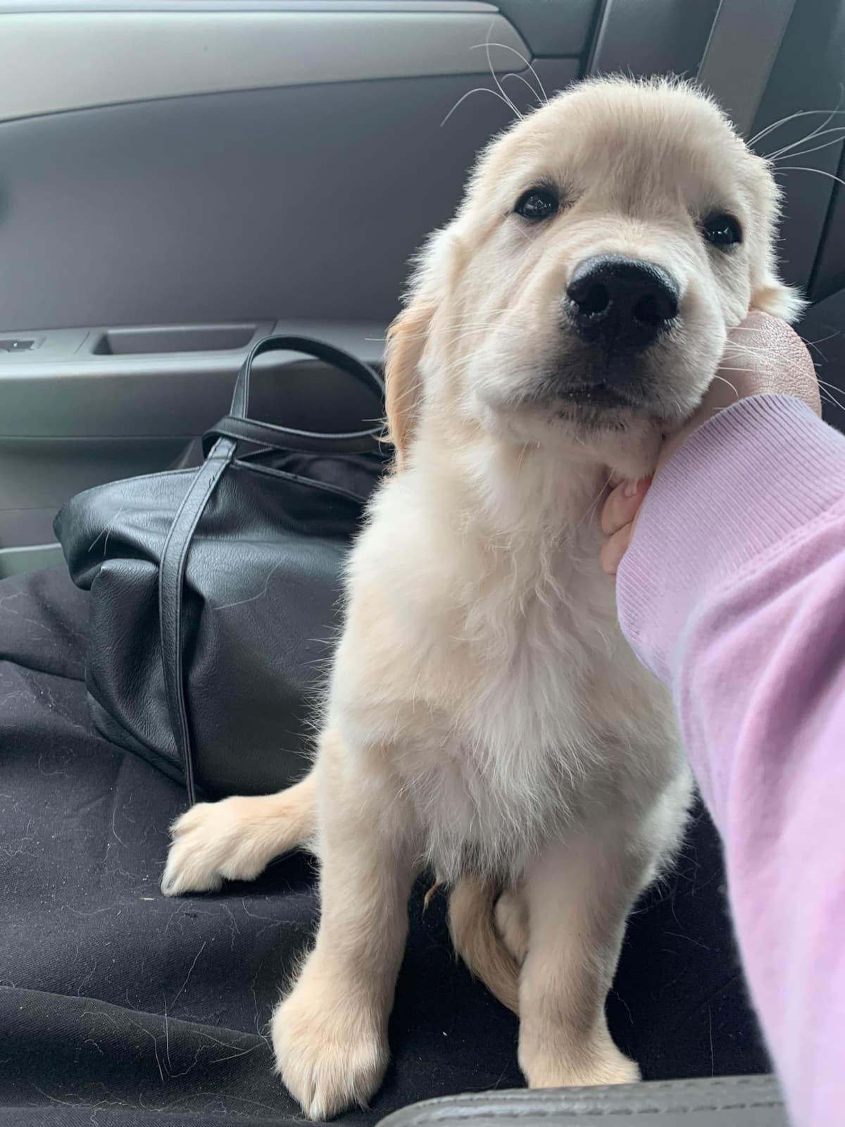 Golden Retriever Puppies breeder image 14