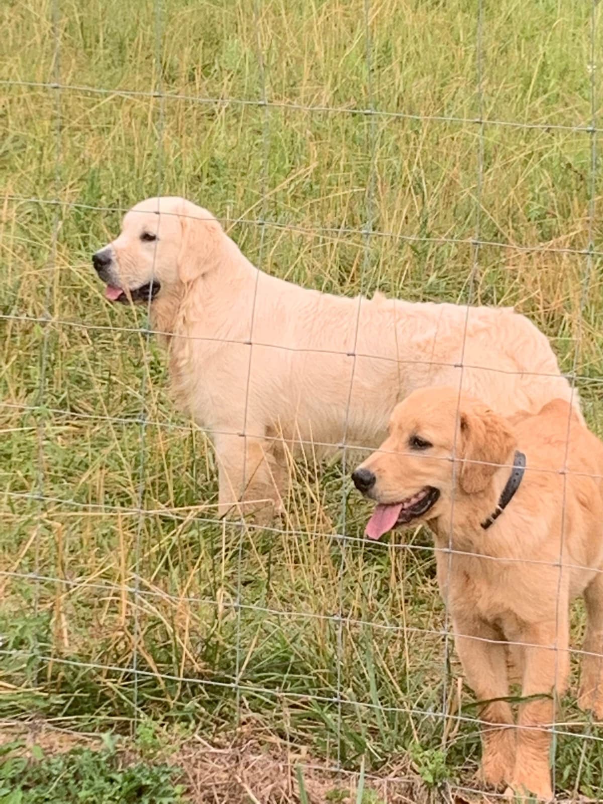 Golden Retriever Puppies breeder image 16
